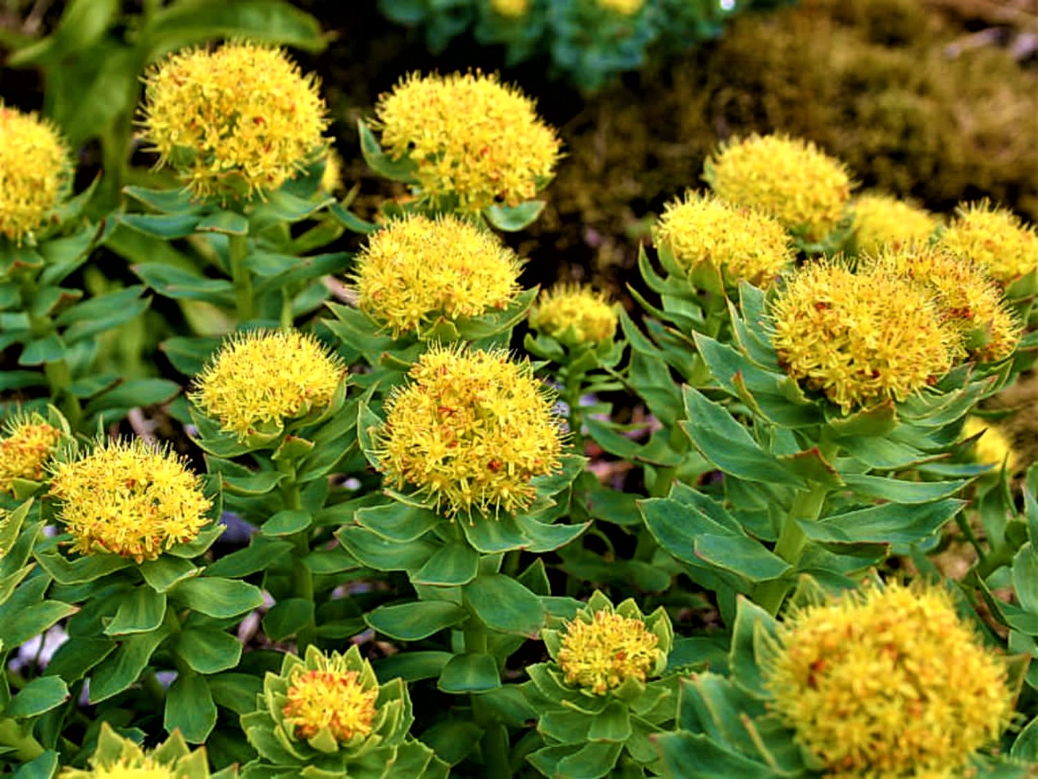 Rhodiola Rosea - Rhodiola Rosea Reviews and Side Effects